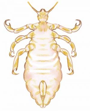 Human Body Louse