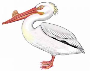 American White Pelican