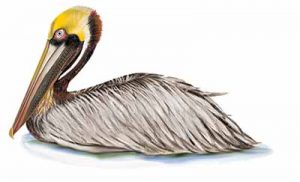 Brown Pelican