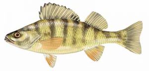 Yellow Perch