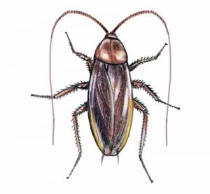 American Cockroach