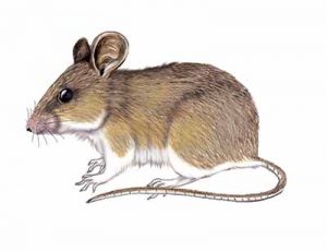 White-footed Mouse