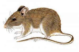 Deer Mouse