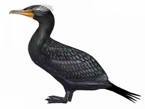 Double-crested Cormorant