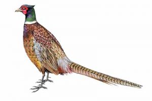 Ring-necked Pheasant