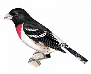 Rose-breasted Grosbeak