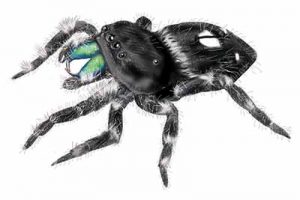 Daring Jumping Spider