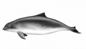 Harbor Porpoise