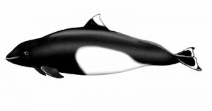 Dall’s Porpoise