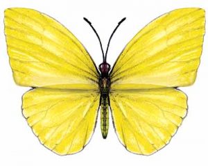 Cloudless Sulphur