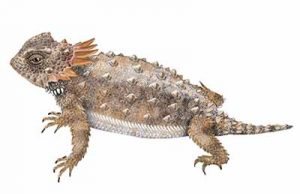 Regal Horned Lizard