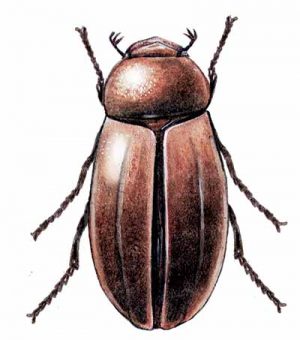 May Beetle