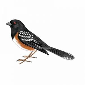 Spotted Towhee