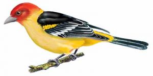 Western Tanager