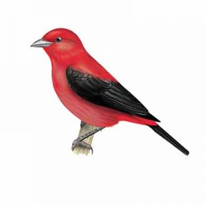 Scarlet Tanager