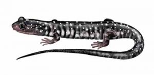 Slimy Salamander