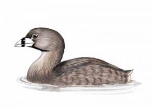 Pied-Billed Grebe