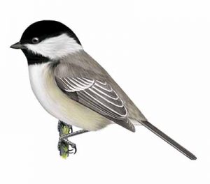 Black-capped Chickadee