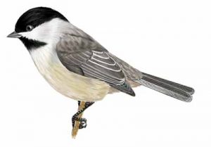 Carolina Chickadee