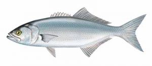 Bluefish