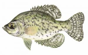 Black Crappie