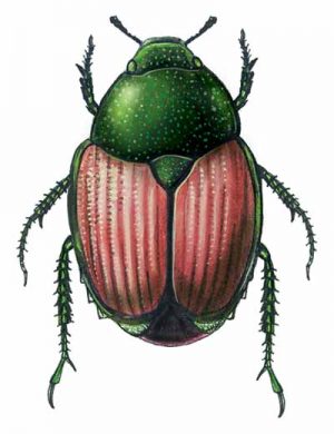 Japanese Beetle