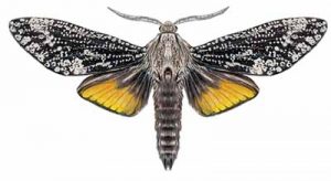 Carpenterworm Moth