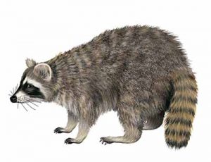 Common Raccoon