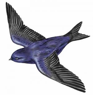 Purple Martin