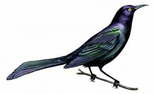 Great-tailed Grackle