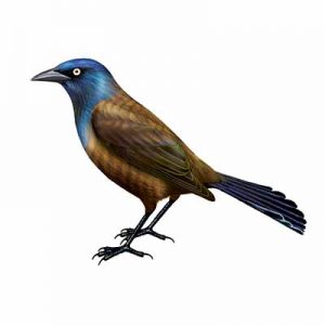 Common Grackle