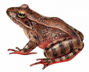 Red-Legged Frog