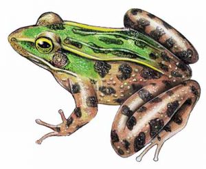 Southern Leopard Frog