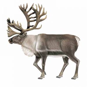 Caribou