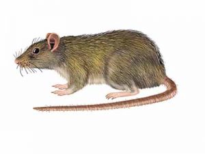 Norway Rat