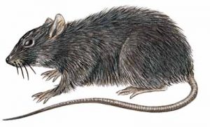 Black Rat