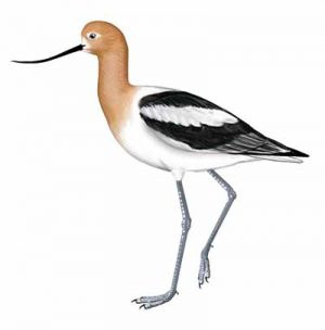 American Avocet