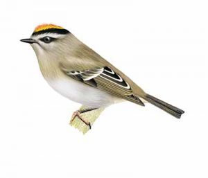 Golden-crowned Kinglet