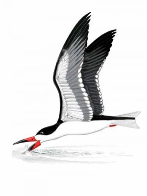 Black Skimmer