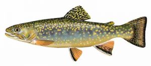 Brook Trout