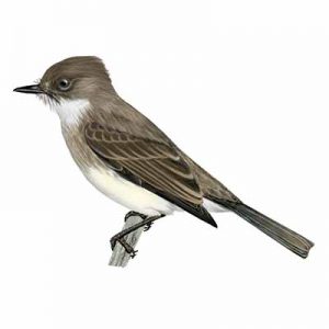 Eastern Phoebe