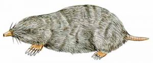 Eastern Mole