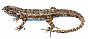 Western Fence Lizard