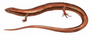 Ground Skink