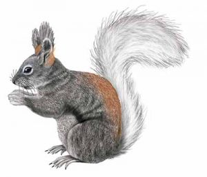 Abert’s Squirrel