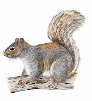 Eastern Gray Squirrel