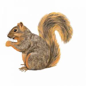 Fox Squirrel