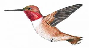 Rufous Hummingbird