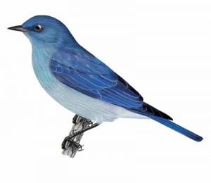 Mountain Bluebird