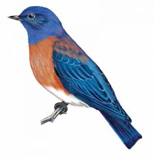 Western Bluebird